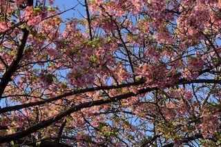 桜